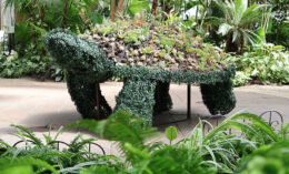 turtle topiary in Buffalo and Erie County Botanical Gardens
