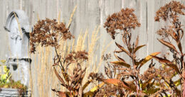 Joe pye weed in autumn by Connie Oswald Stofko