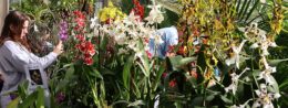 orchid show at Buffalo and Erie County Botanical Gardens