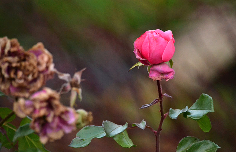 Are your roses still blooming? Enjoy! - Buffalo-NiagaraGardening.com