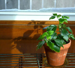 houseplant with shadow in winter copyright Connie Oswald Stofko