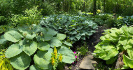 hostas in wooded lot in Lewiston NY