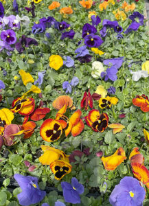 pansies at Mischler's Florist and Greenhouses in Williamsville NY