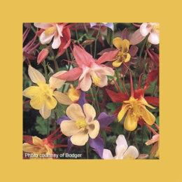 shade plants at Mischler's Florist and Greenhouses in Williamsville NY