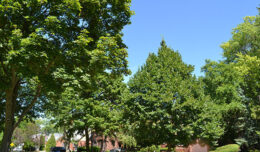 trees in Amherst NY by Stofko