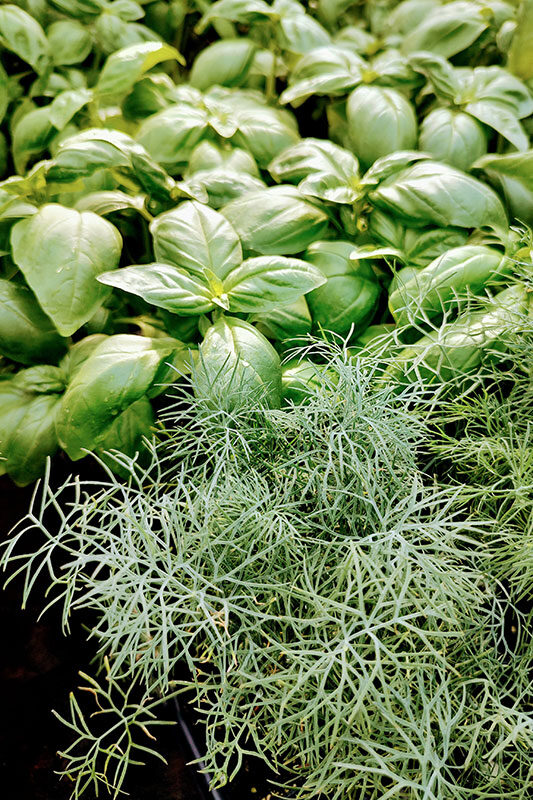 dill and basil herbs at Mischler's Florist and Greenhouses in Williamsville NY